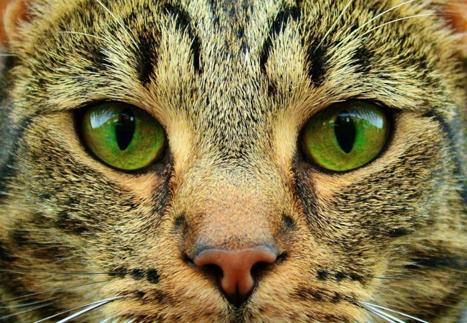 Кошка с зелеными глазами