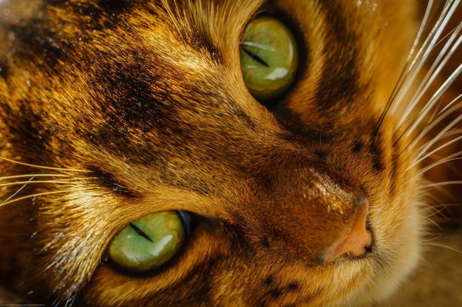 Кошачий глаз