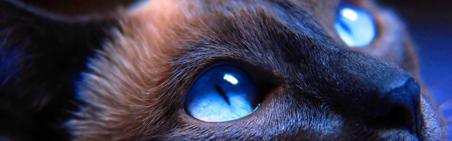 Кошачий глаз