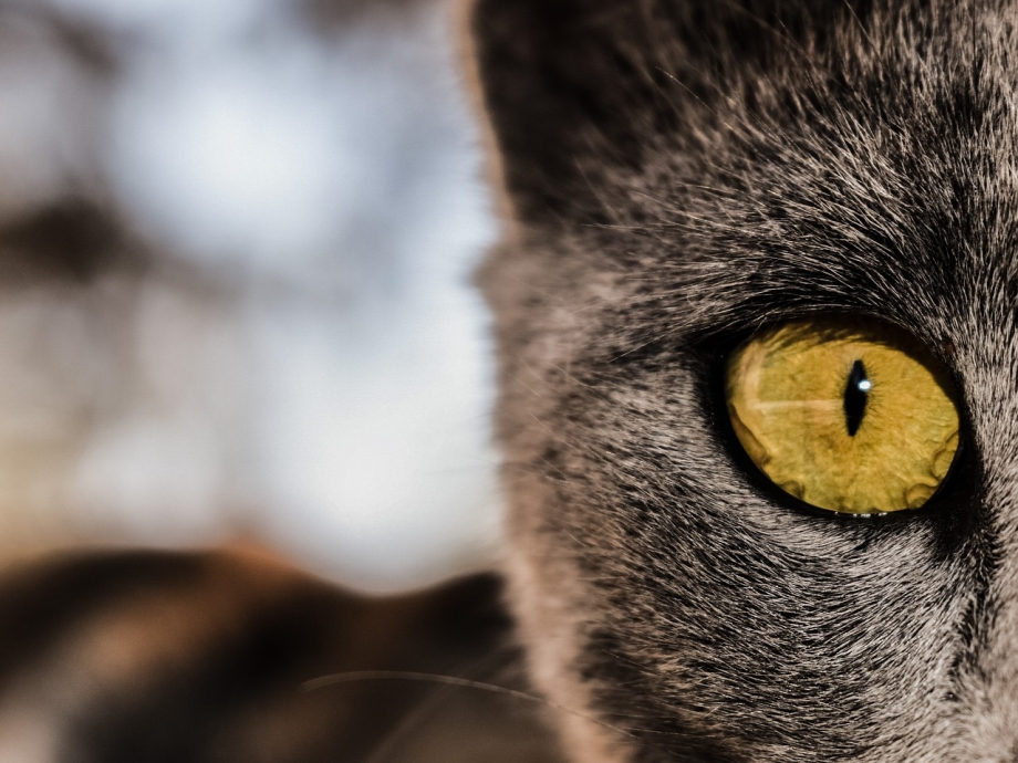 Кошачий глаз