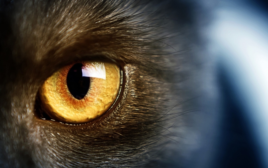 Кошачий глаз / Cat's Eye 1985