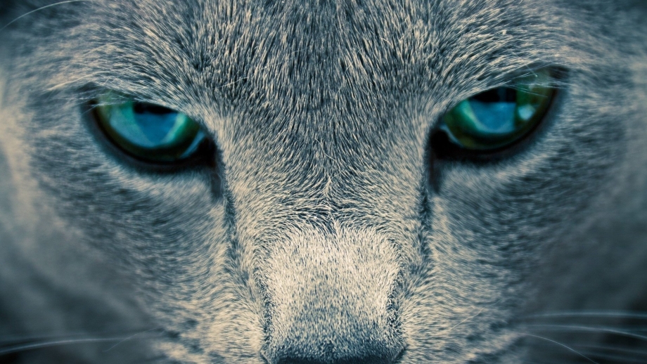 Глаза кошки