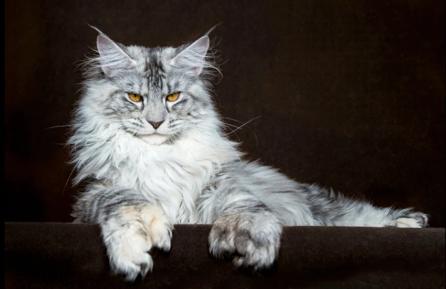 Кот Мейн кун