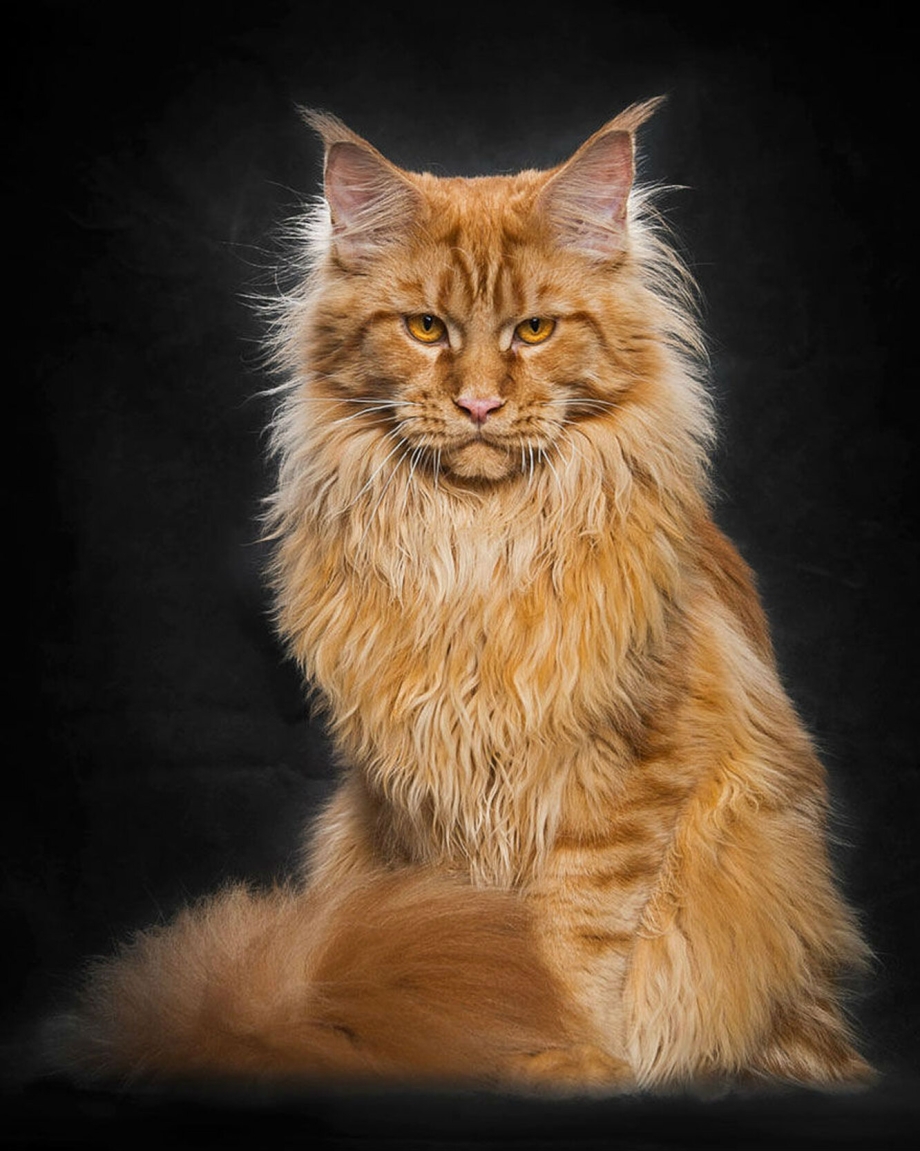 Кот Мейн кун