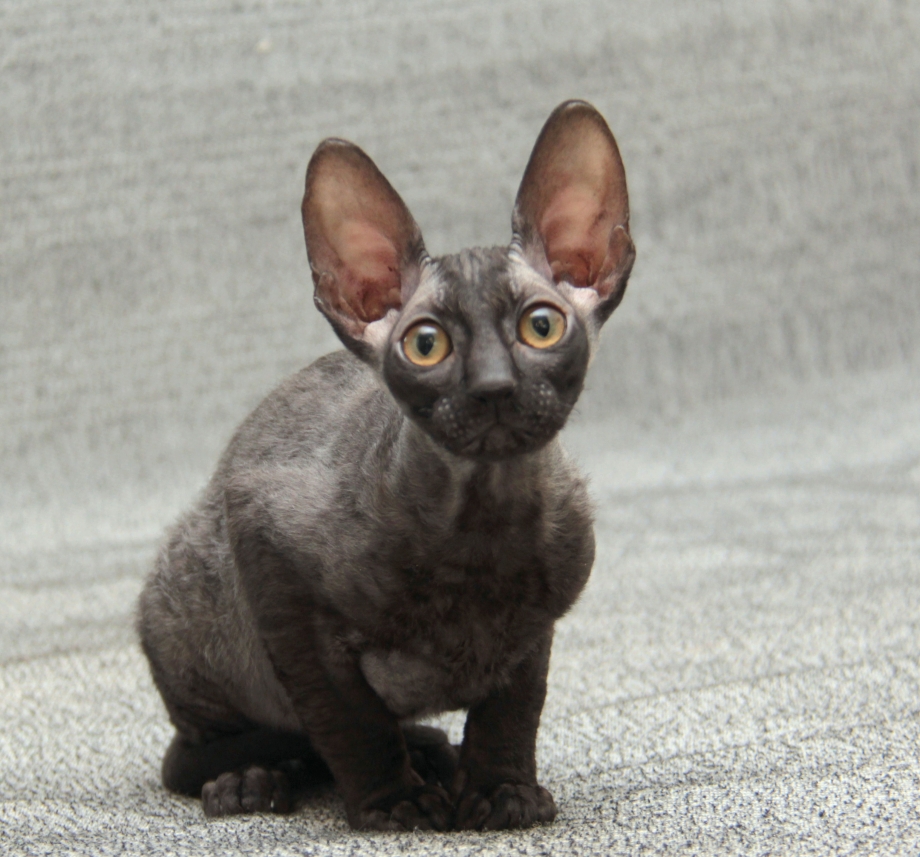 Коты породы Корниш рекс