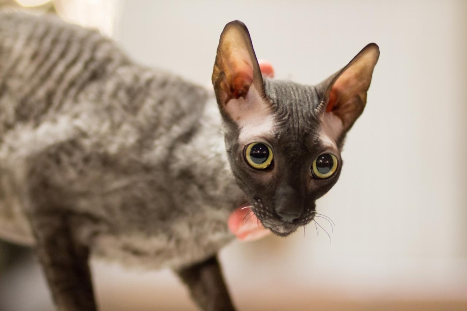 Корниш рекс кошка