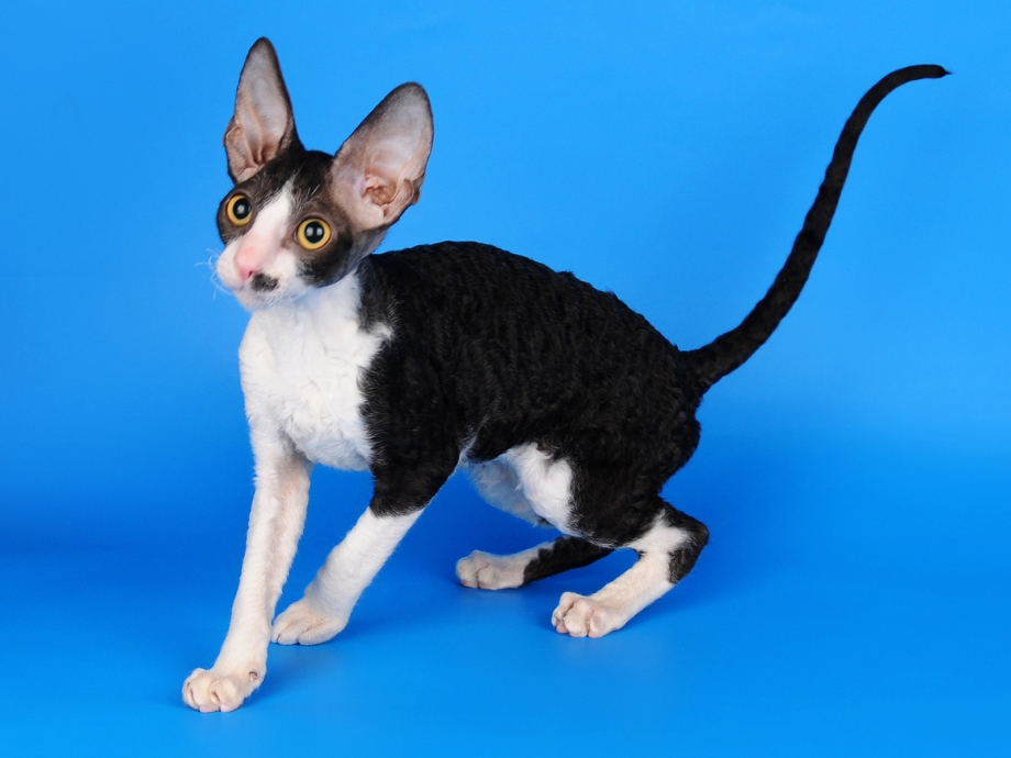 Кошка Корниш рекс котята