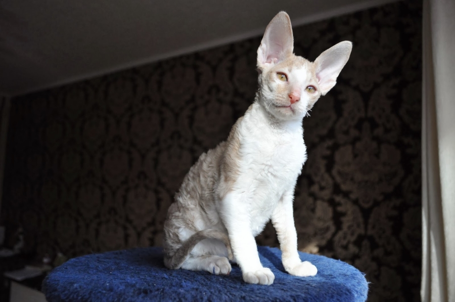 Корниш рекс