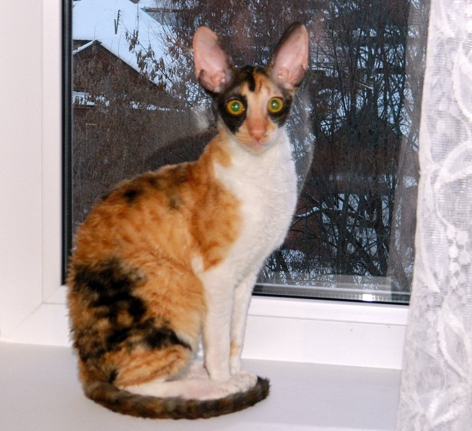Корниш рекс кошка