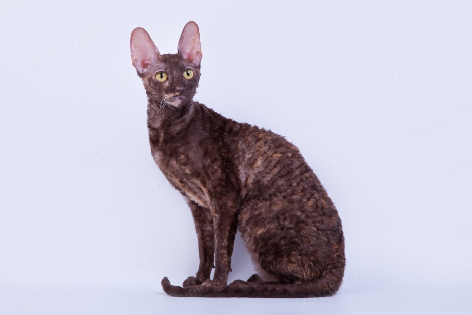 Корниш рекс Калико