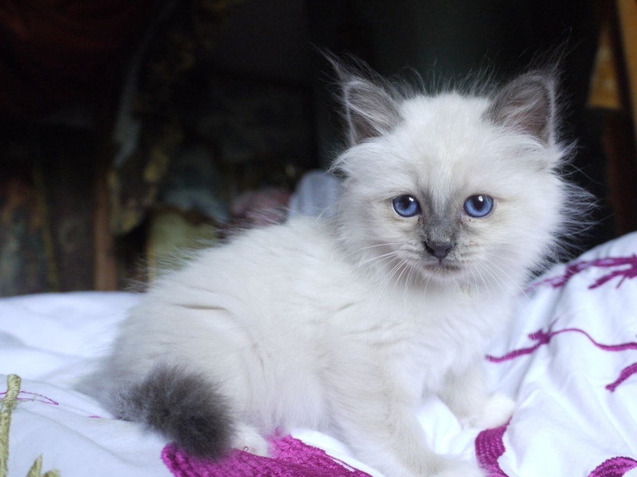Священная Бирма кошка короткошерстная