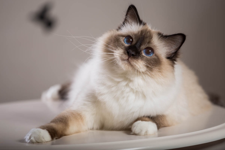 Священная Бирма кошка