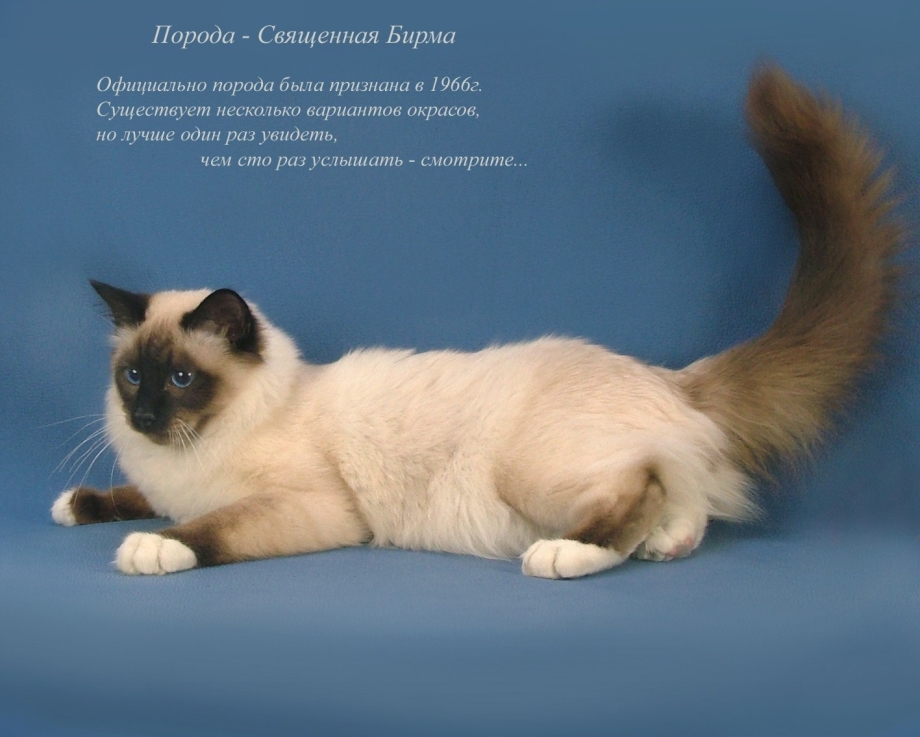 Балинезийская Рэгдолл