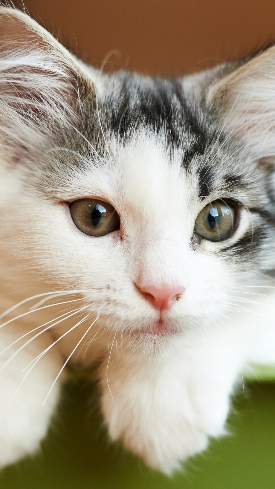 Мордочка котенка