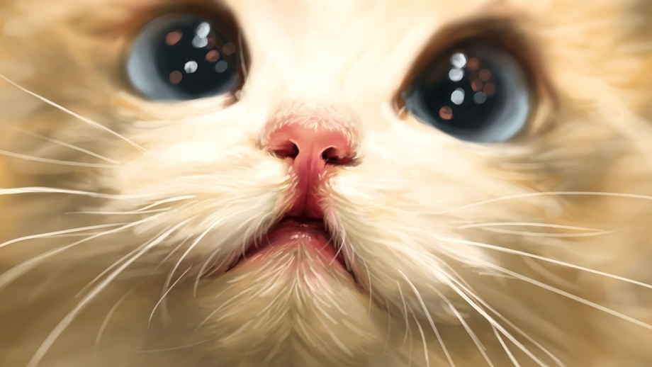 Милая мордашка котика