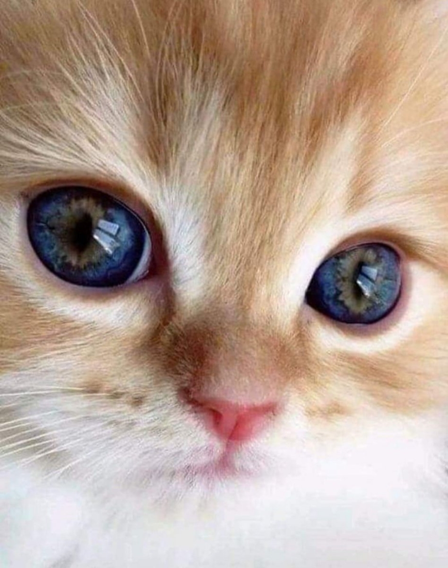 Кошка с красивыми глазами