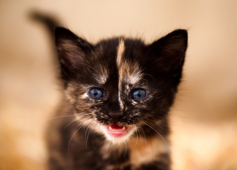 Мордочки котят фото