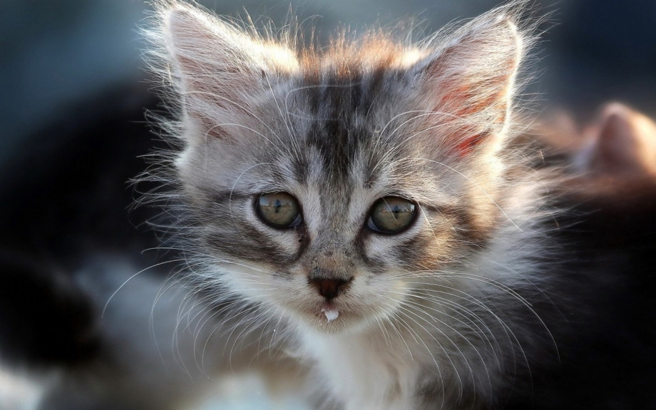 Котенок крупным планом