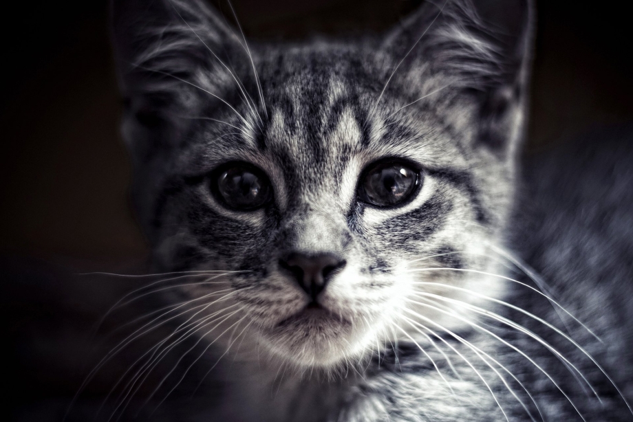 Красивые мордочки кошек