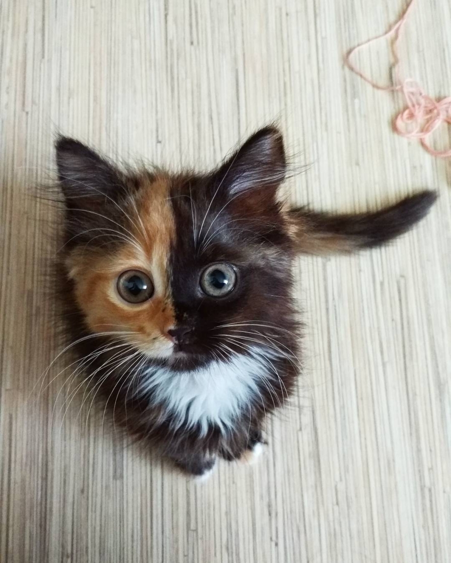 Котята двухцветные
