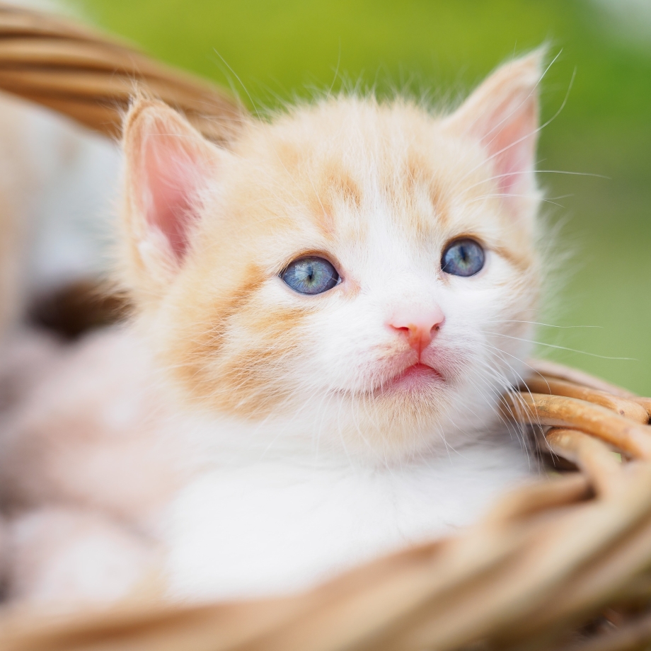 Котики фото