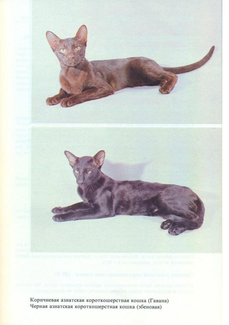 определитель породы кошек по фото
