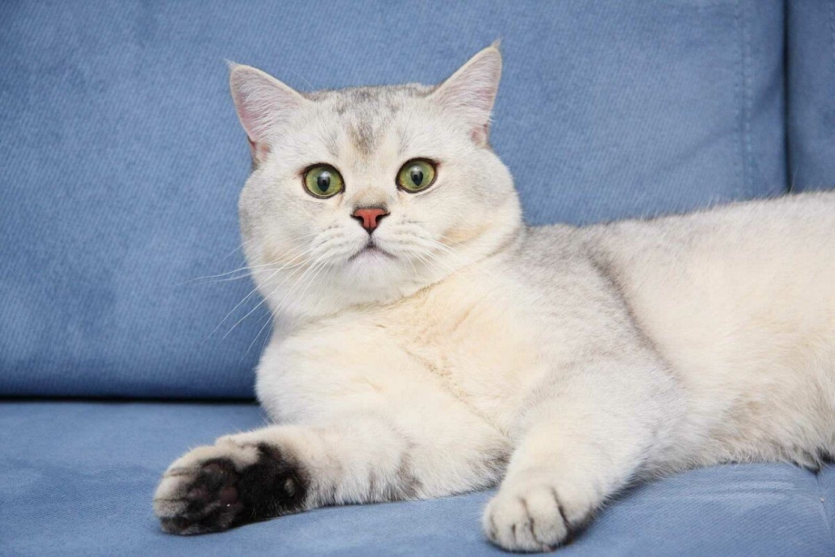 Британский кот шиншилла серебристая затушеванная