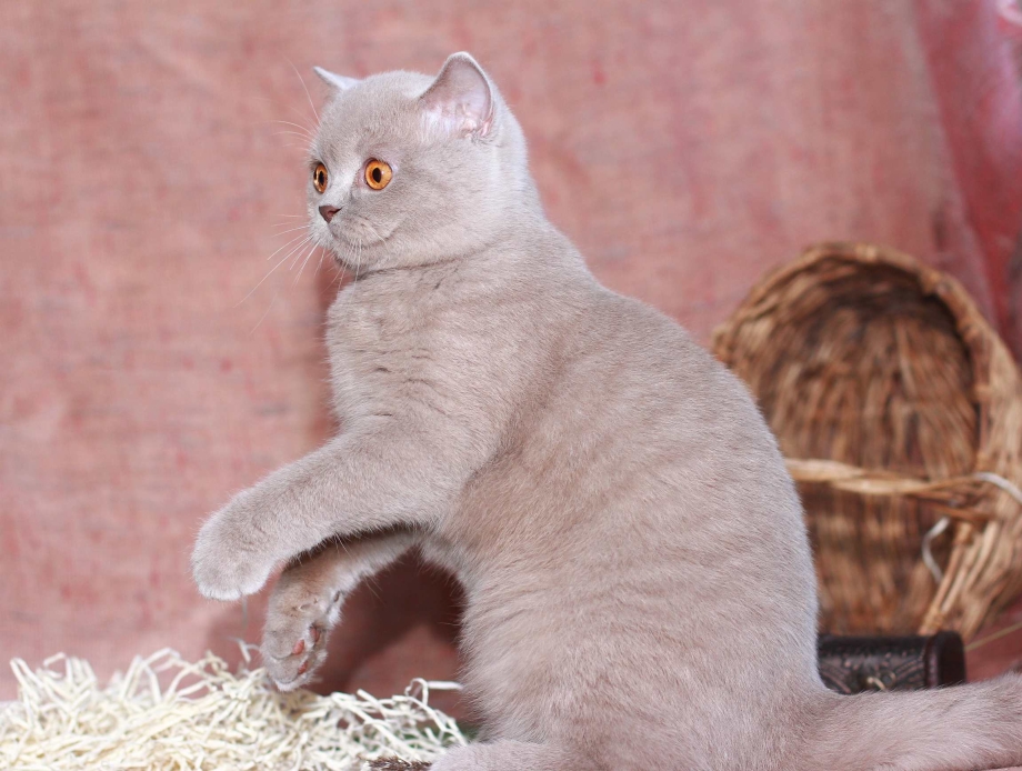 Окрас фавн британских кошек
