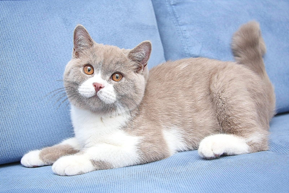 Короткошерстный британец биколор