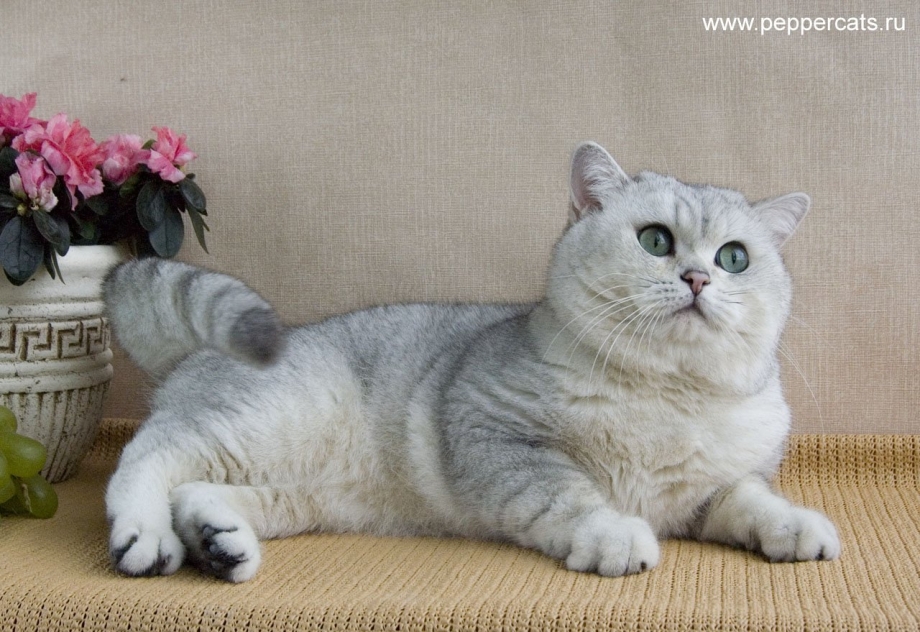 Шотландская короткошерстная шиншилла