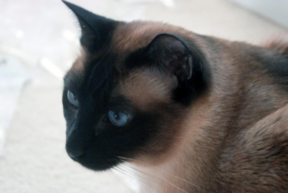 Тайский кот