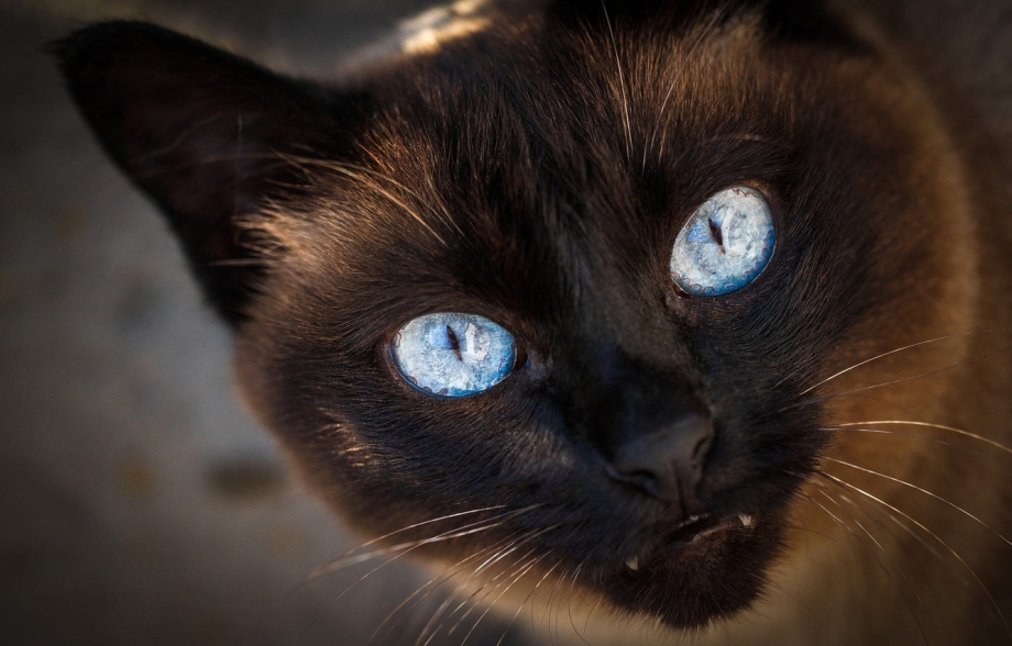 Сиамский кот Эстетика