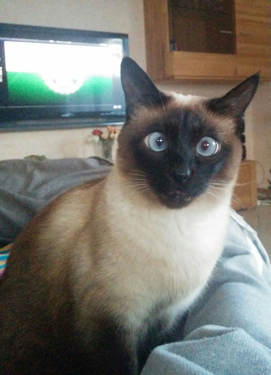 Купить кота