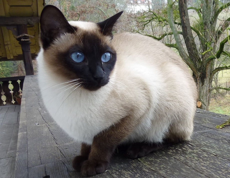 Китайский сиамский кот