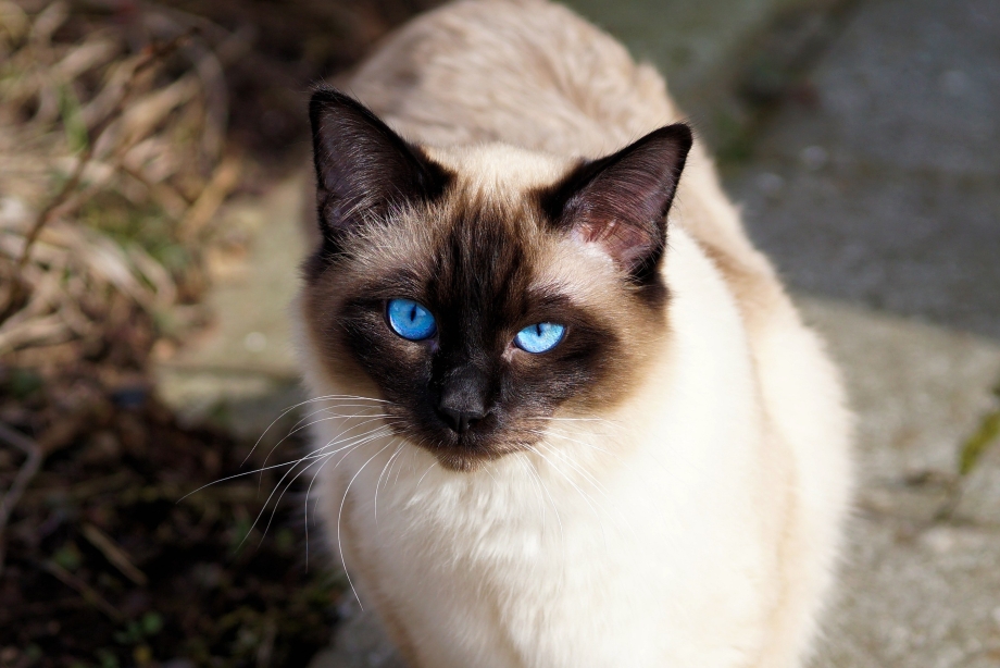 Сиамская кошка