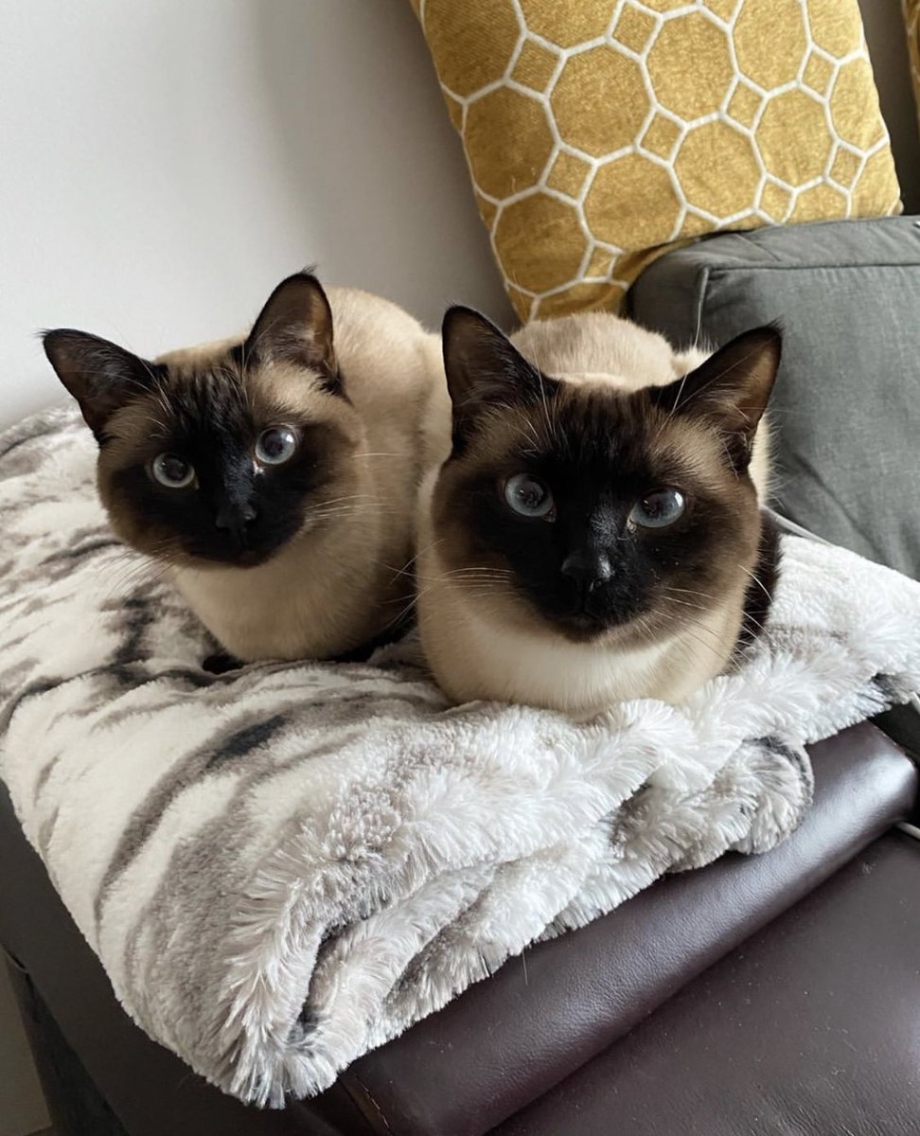 Сиамская кошка