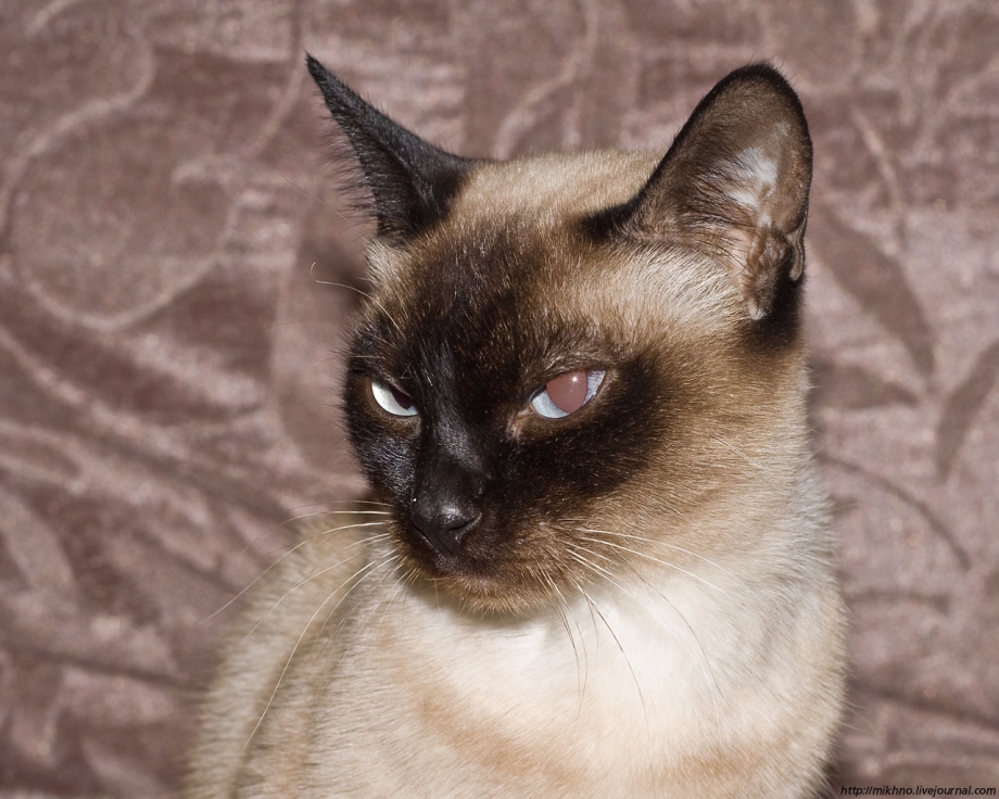 Сиамская кошка