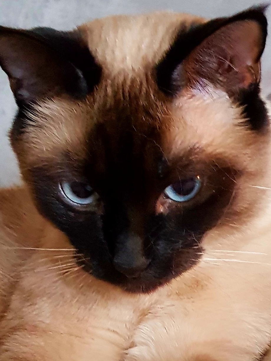 Бенгальская Сиамская кошка