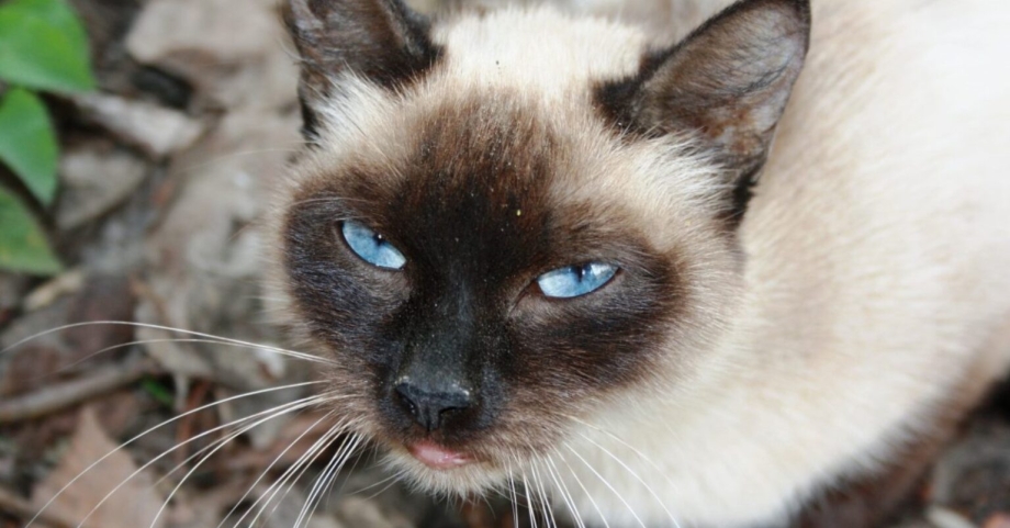 Сиамская кошка злая