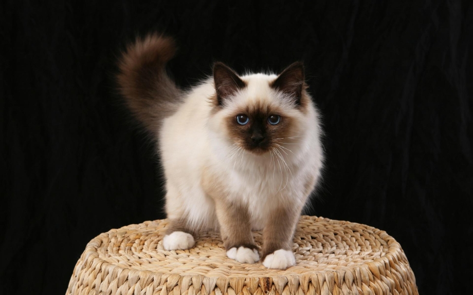 Кот породы Священная Бирма