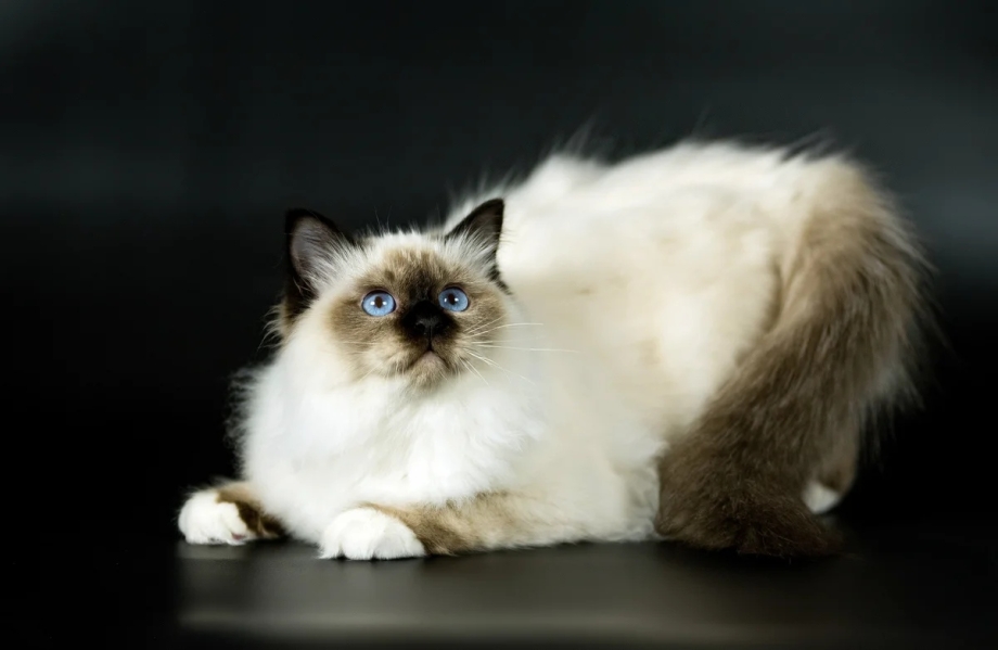 Бирманская кошка котята