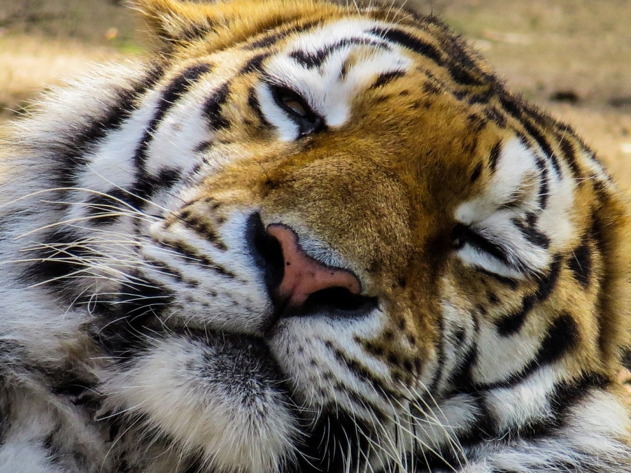 Глаза тигра фото
