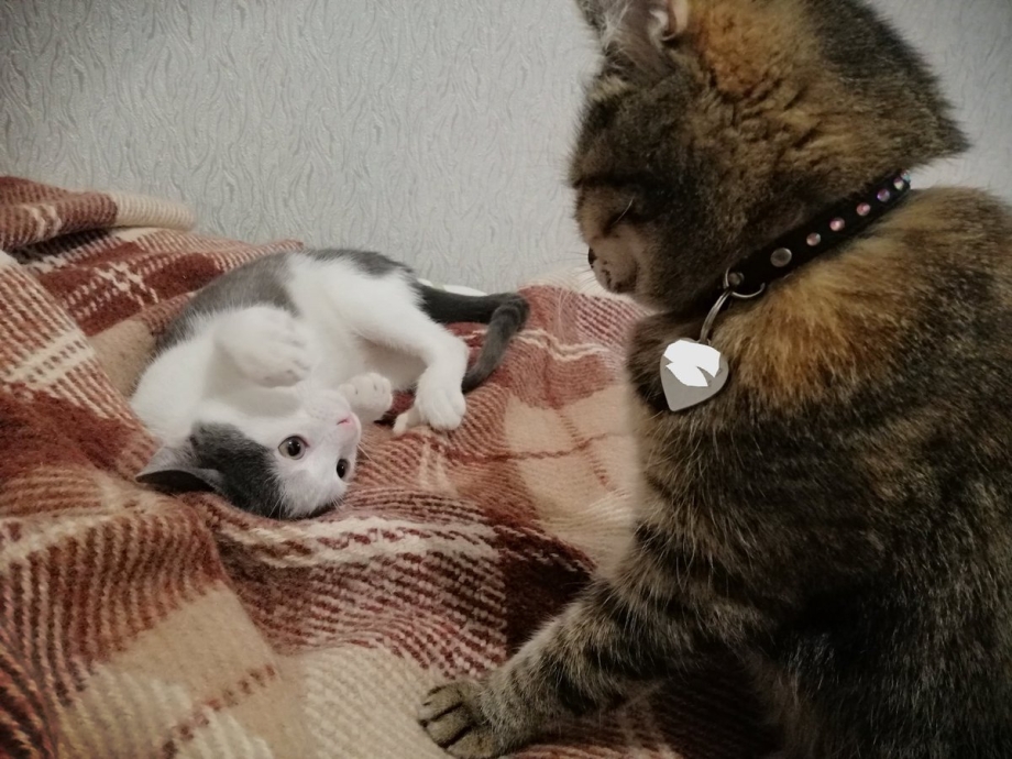 Кот Мэлвис