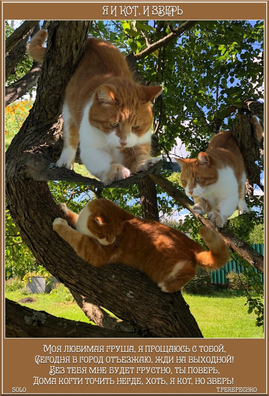 Двойная жизнь котиков