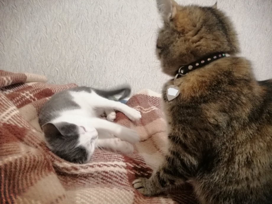 Лизьм Кусьм с котиком