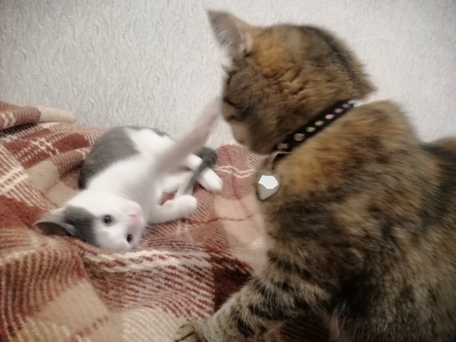 Ме м котик соглашаетсям
