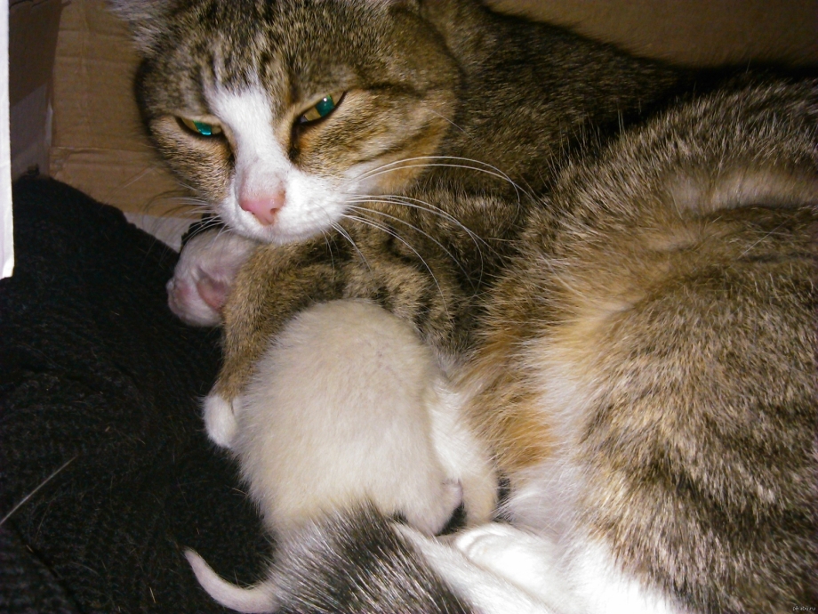 Котенок познает мир