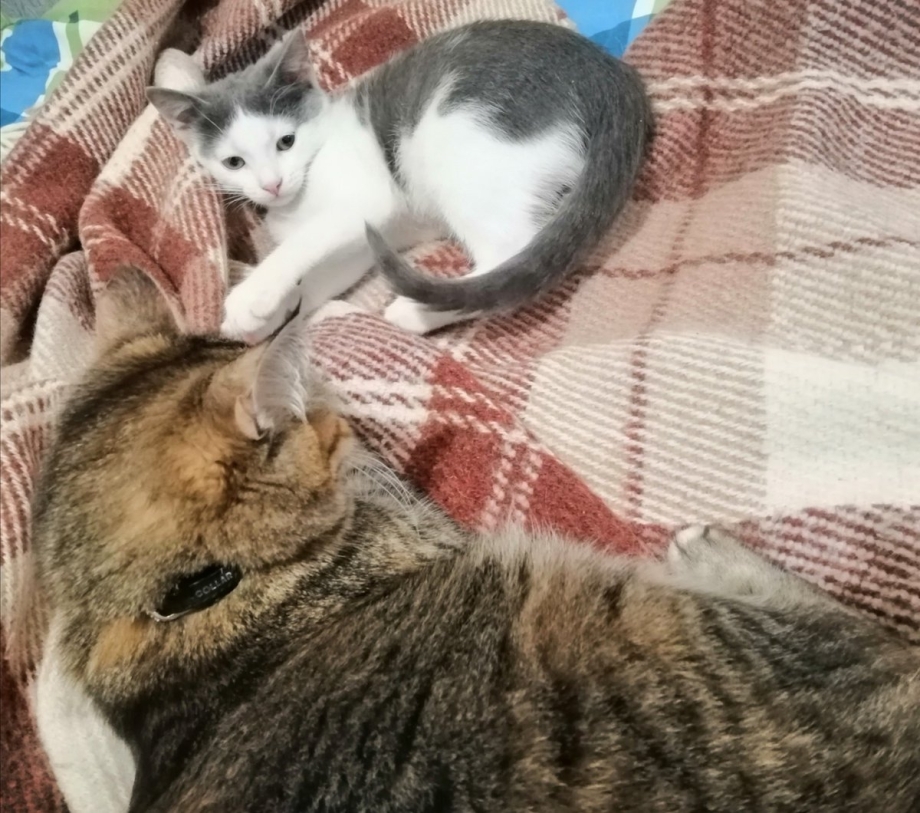 Кот Мэлвис