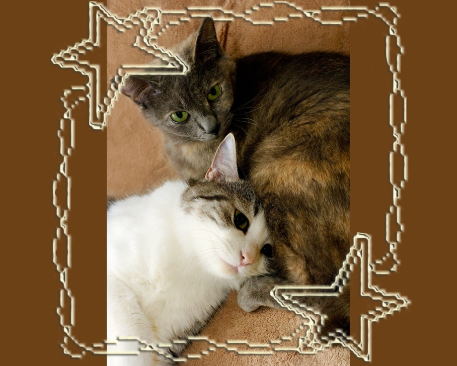 Кот и кошка любовь
