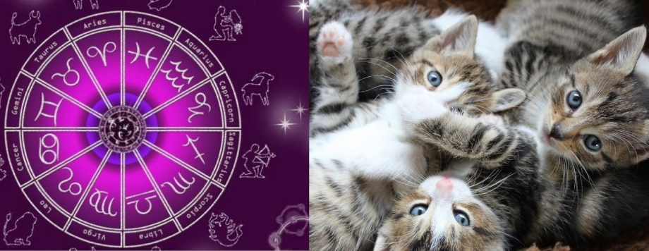 Кот астролог